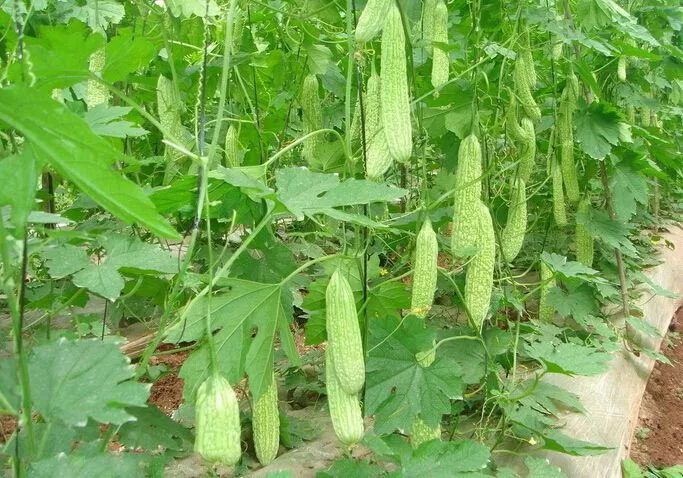 苦瓜种殖技术_苦瓜种植技术要点_夏苦瓜种植技术