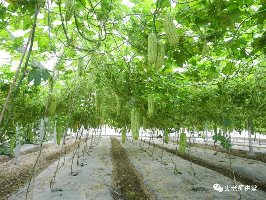 苦瓜种植技术要点_苦瓜种殖技术_夏苦瓜种植技术