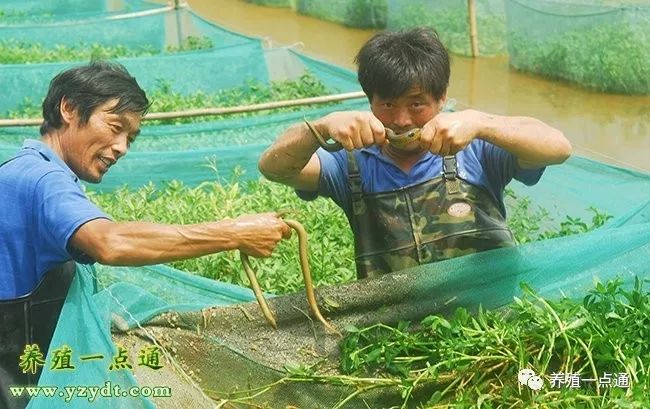 【黄鳝养殖】黄鳝自繁自养三种技术剖析