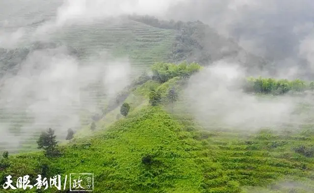 泰和种植致富故事_泰和种植致富故事_泰和种植致富故事