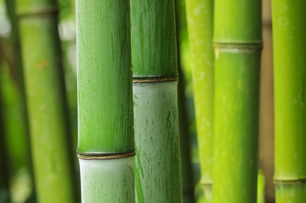 竹林怎么种植_竹林种植技术和管理_竹林种植管理技术规范