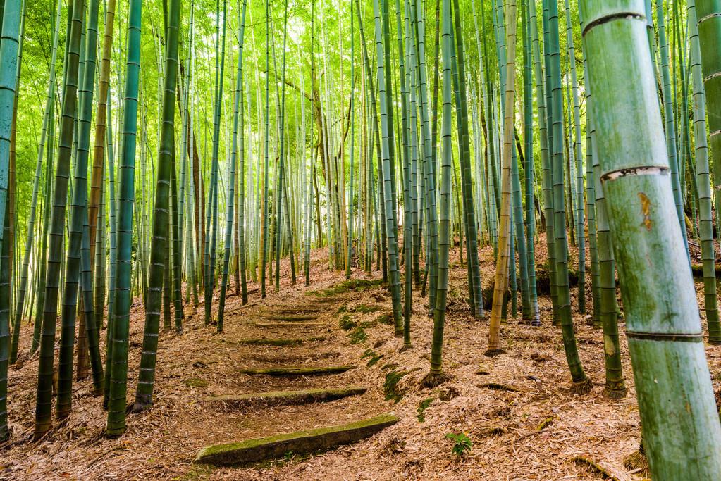 竹林怎么种植_竹林种植管理技术规范_竹林种植技术和管理