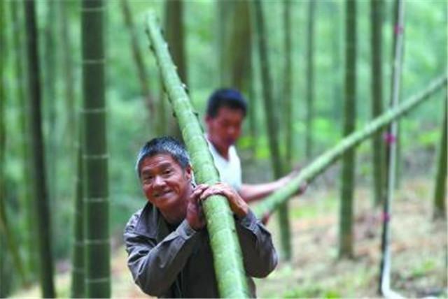 竹林种植管理技术规范_竹林怎么种植_竹林种植技术和管理