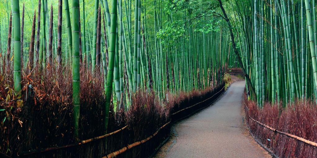 竹林种植管理技术规范_竹林怎么种植_竹林种植技术和管理