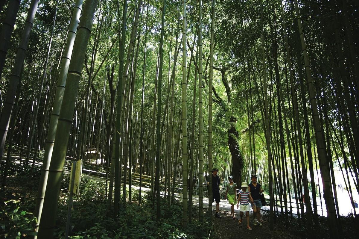 竹林怎么种植_竹林种植技术和管理_竹林种植管理技术规范