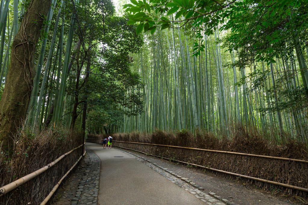 竹林种植技术和管理_竹林种植管理技术规范_竹林怎么种植