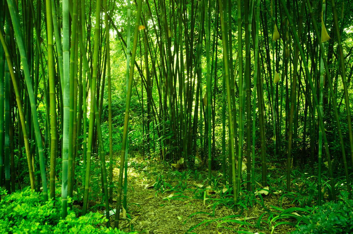 竹林怎么种植_竹林种植技术和管理_竹林种植管理技术规范