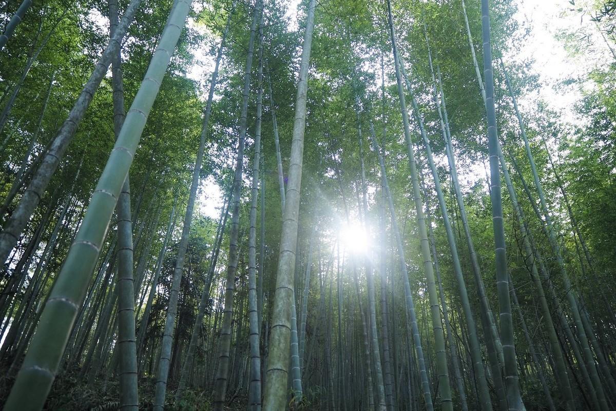 竹林种植管理技术规范_竹林怎么种植_竹林种植技术和管理