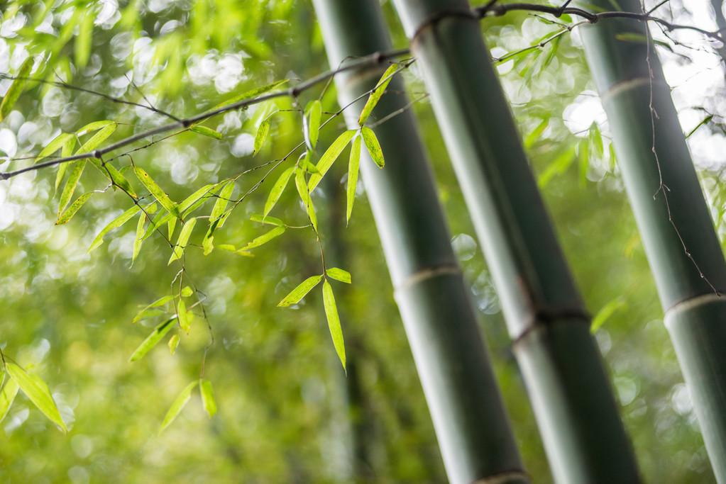 竹林怎么种植_竹林种植管理技术规范_竹林种植技术和管理