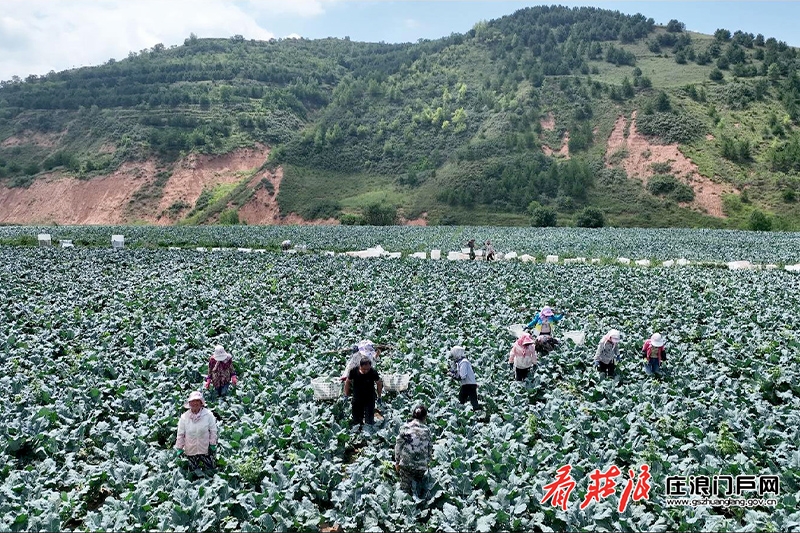 致富菇种植_致富经蘑菇种植技术_致富经菌菇种植