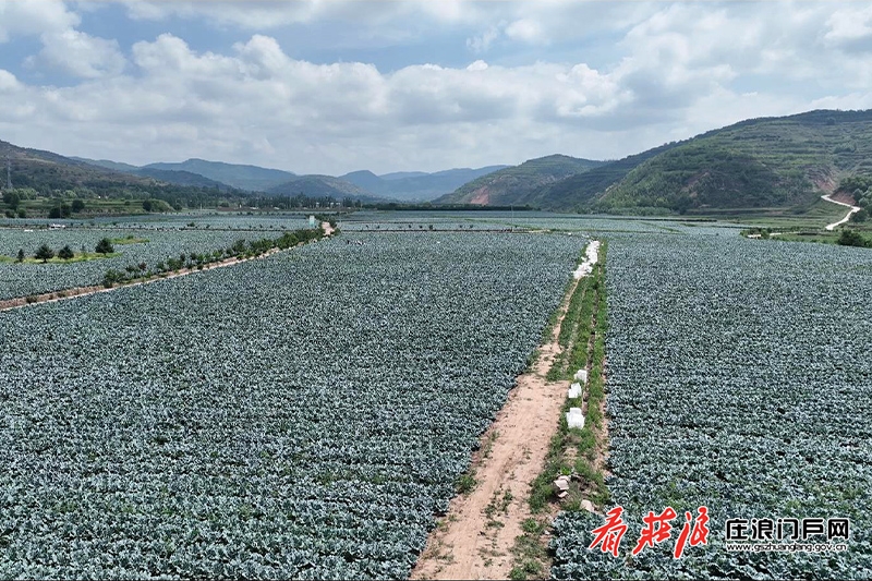 致富经菌菇种植_致富菇种植_致富经蘑菇种植技术