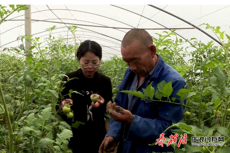 致富经蘑菇种植技术_致富菇种植_致富经菌菇种植