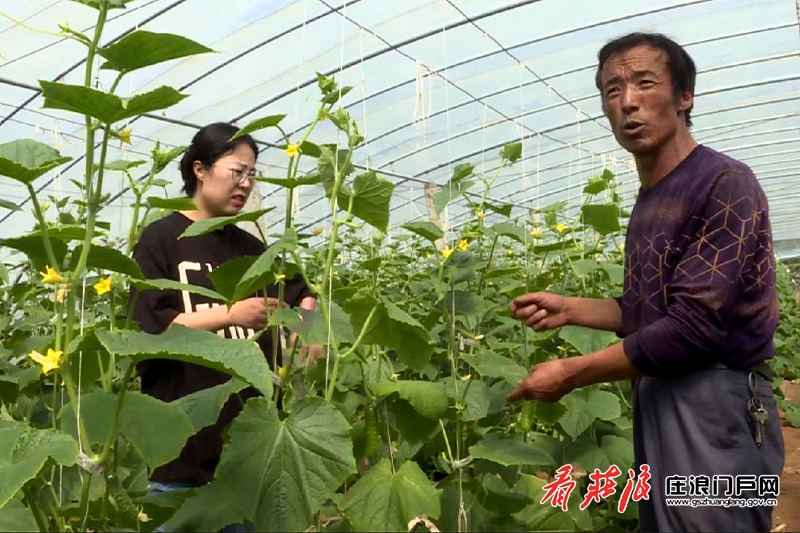 致富经蘑菇种植技术_致富经菌菇种植_致富菇种植