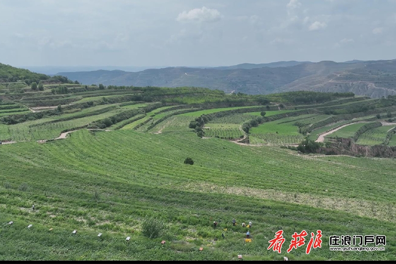 致富经蘑菇种植技术_致富经菌菇种植_致富菇种植