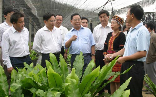 海南火焰兰药用价值_火焰兰种植方法_海南火焰兰种植技术