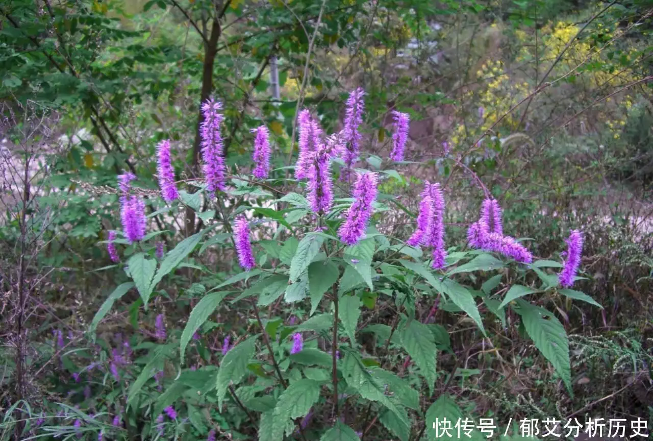 3种很罕见的花，牙刷草上榜，开花非常可爱！