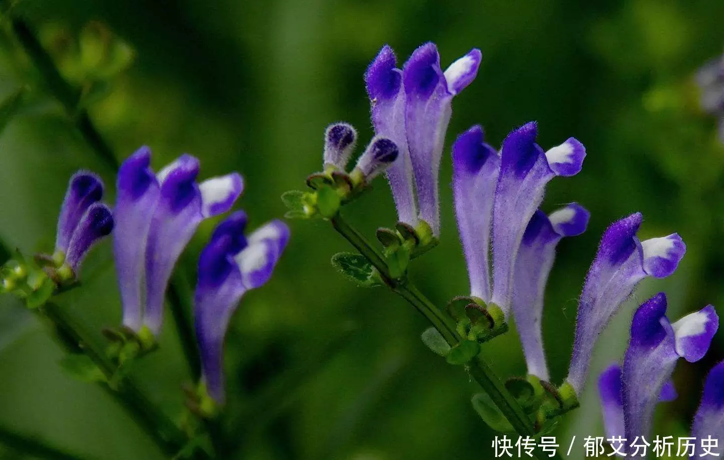 火焰兰种植技术视频_海南火焰兰种植技术_海南火焰树