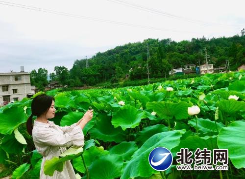 “莲藕经济” 让村民走上致富路