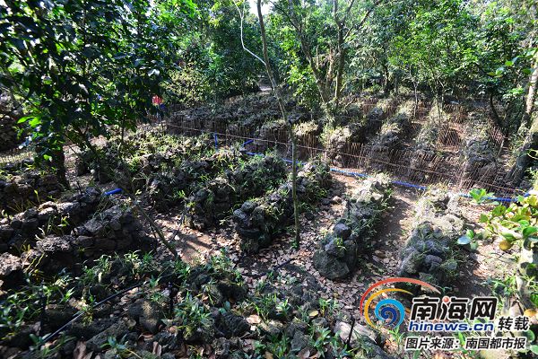 海南火焰兰种植技术_火焰兰种植技术视频_火焰兰种植方法