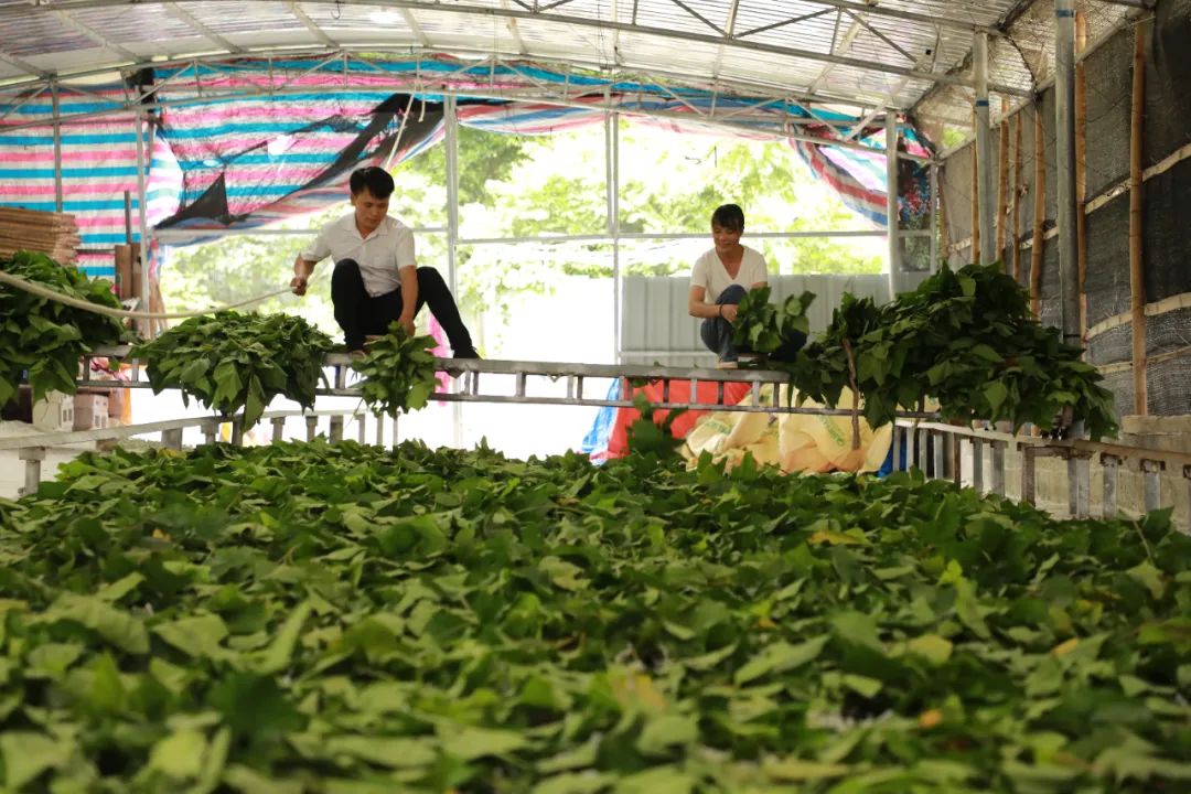 靖西种植致富故事_种植致富案例_致富经种植亩收入过亿