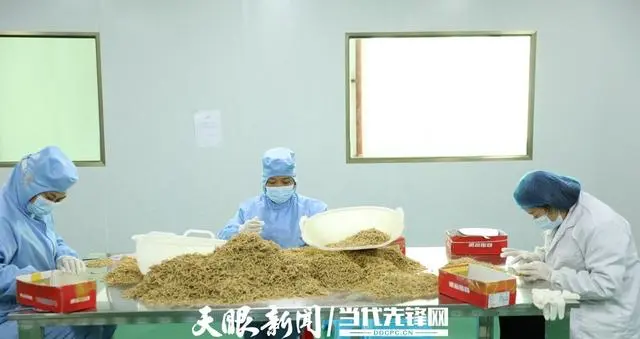 泰和种植致富故事_泰和种植致富故事_泰和种植致富故事