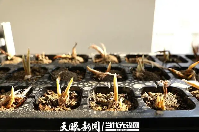 泰和种植致富故事_泰和种植致富故事_泰和种植致富故事