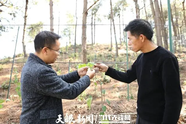 泰和种植致富故事_泰和种植致富故事_泰和种植致富故事