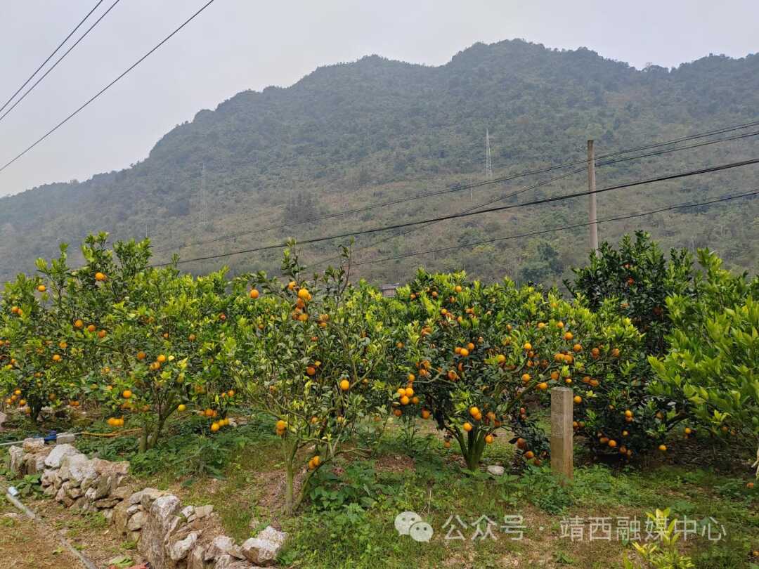 致富经创业项目农村种植_靖西种植致富故事_致富种植视频全集