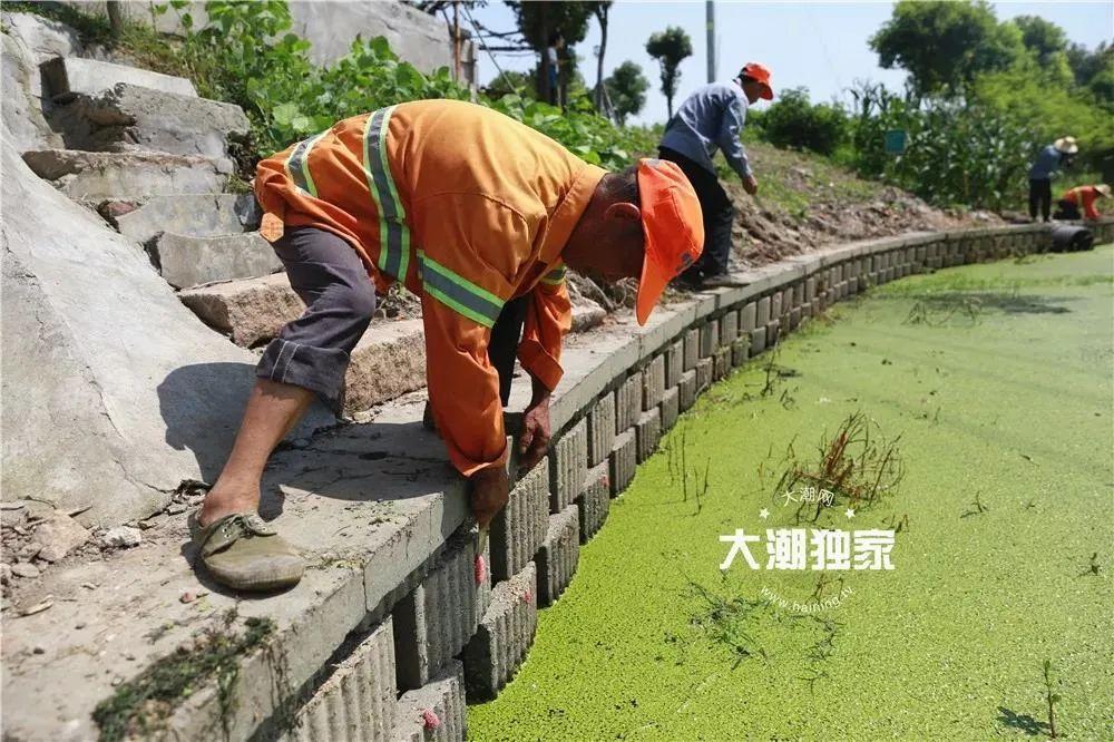 每日农经致富经黄鳝6_致富经养白鳝_致富经稻田养黄鳝视频