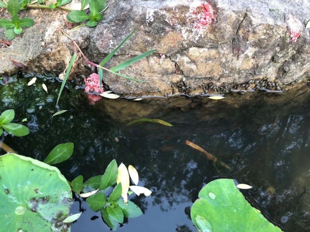 致富经稻田养黄鳝视频_每日农经致富经黄鳝6_致富经养白鳝