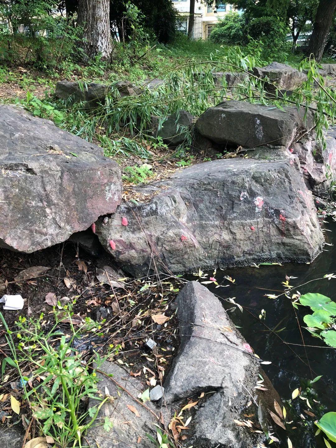 致富经稻田养黄鳝视频_致富经养白鳝_每日农经致富经黄鳝6