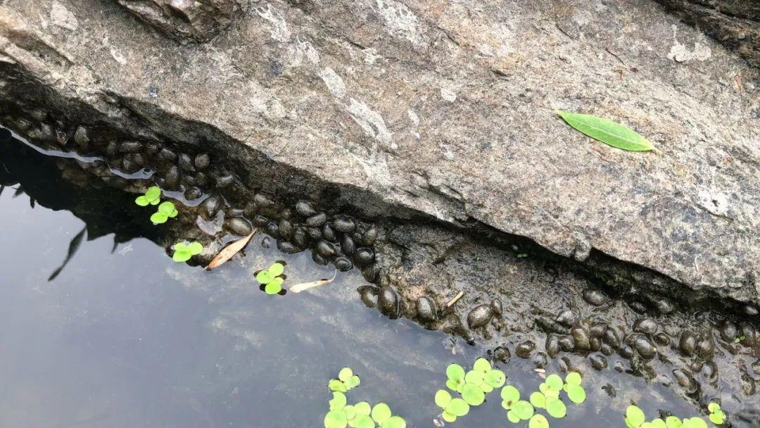 每日农经致富经黄鳝6_致富经养白鳝_致富经稻田养黄鳝视频