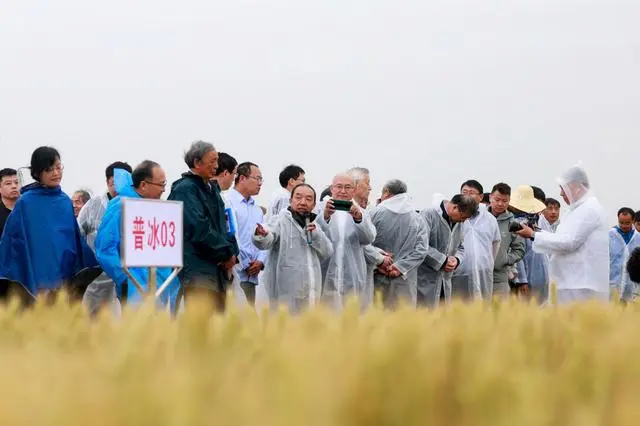 河南小麦栽培学_河南小麦种植技术_河南小麦育种