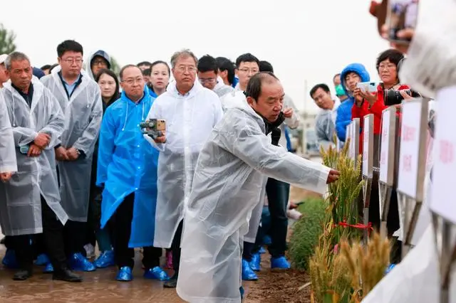 河南小麦栽培学_河南小麦种植技术_河南小麦育种