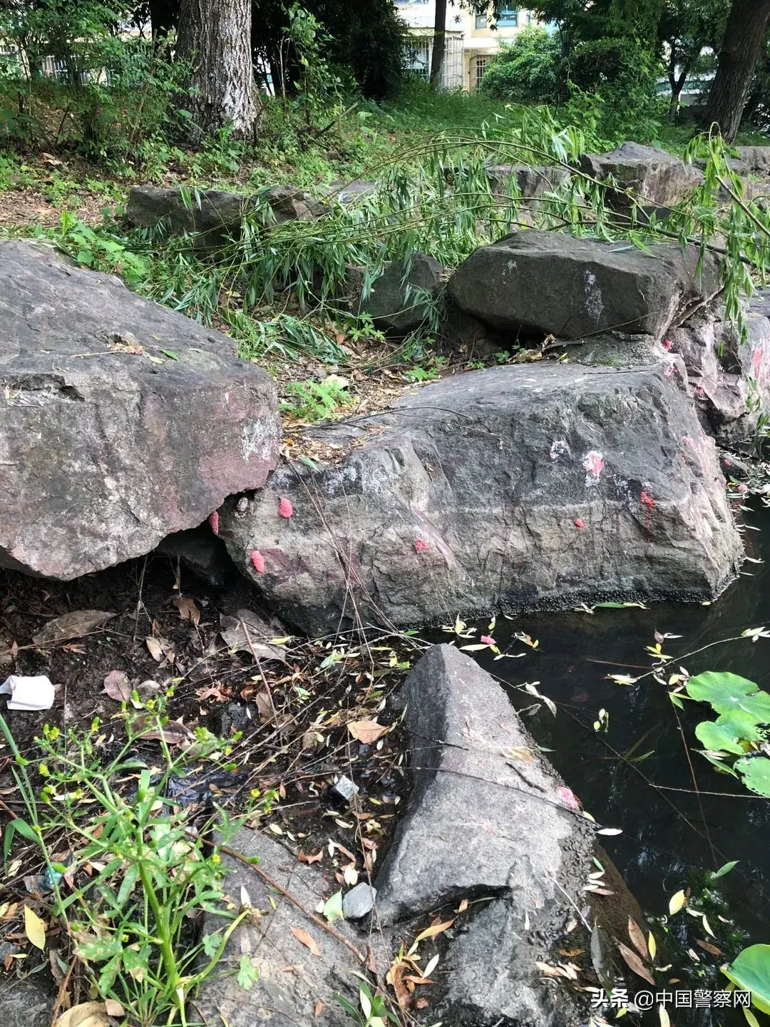 致富经黄鳝养殖技术_每日农经养黄鳝_每日农经致富经黄鳝6