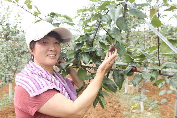 致富枣种植长什么样子_长枣种植致富_枣的种植前景如何