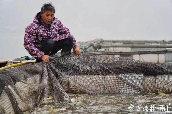 海上养殖网箱技术视频_海上网箱养殖补贴政策_新型海上网箱养鱼视频