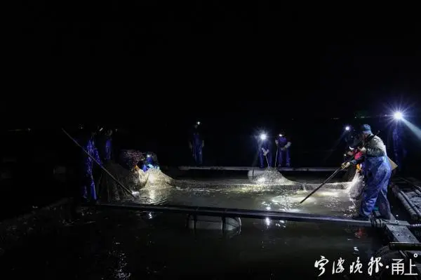 海上网箱养殖补贴政策_海上养殖网箱技术视频_新型海上网箱养鱼视频