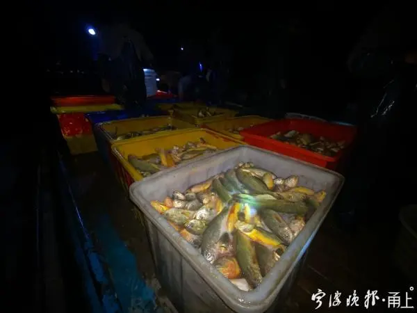 新型海上网箱养鱼视频_海上网箱养殖补贴政策_海上养殖网箱技术视频