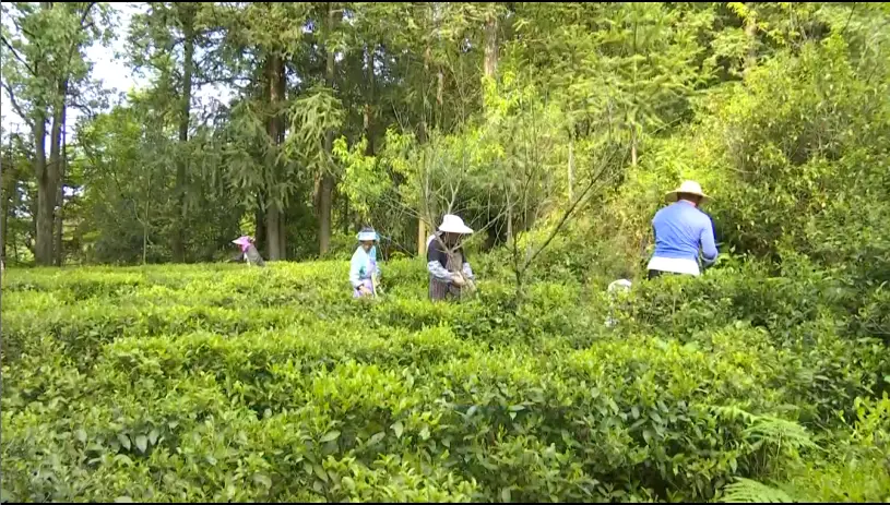 家庭种植茶叶致富_种植茶叶赚钱吗_致富茶叶种植家庭视频