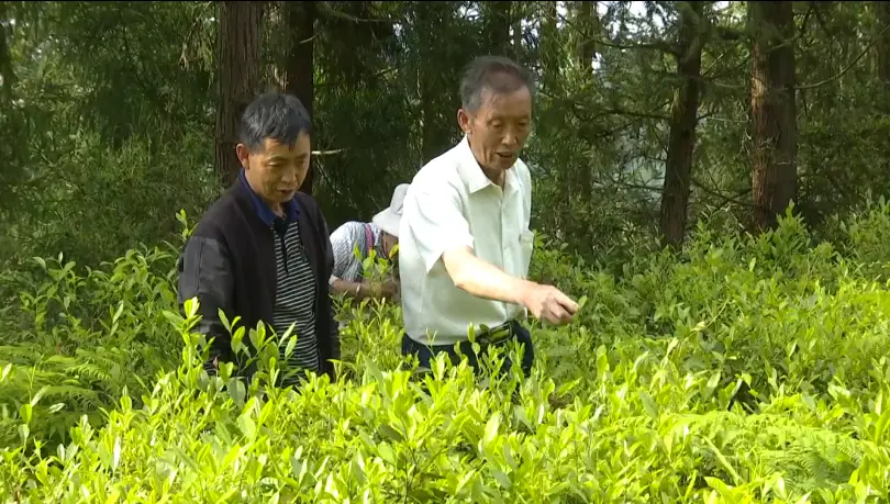 家庭种植茶叶致富_致富茶叶种植家庭视频_种植茶叶赚钱吗