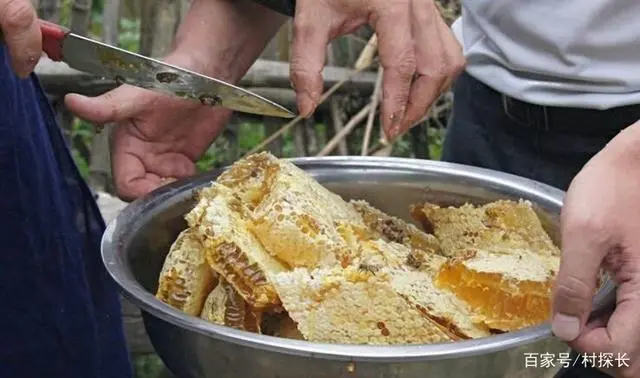 家庭种植茶叶致富_致富茶叶种植家庭视频_种植茶叶赚钱吗