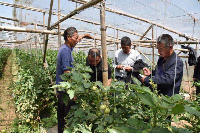 河南周口种植什么致富_周口种植基地_河南种植业致富项目