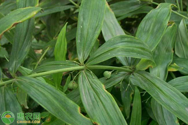 黄精种植技术书_黄精种植技术书_黄精种植技术书