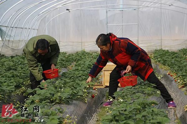 致富经草莓种植视频_致富金种植草莓_致富经草莓育苗视频