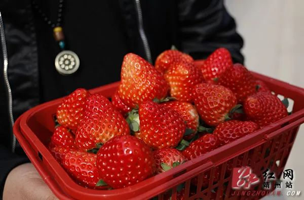 致富金种植草莓_致富经草莓种植视频_致富经草莓育苗视频