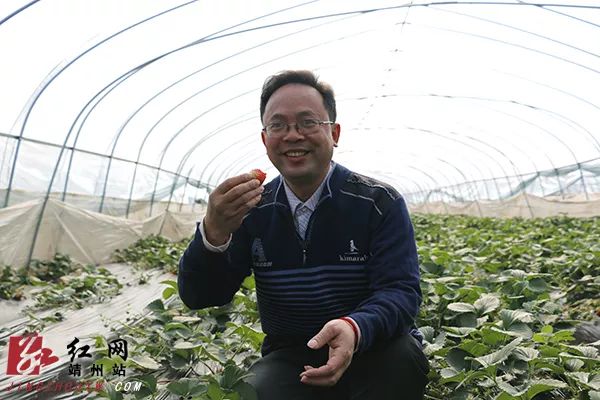 致富经草莓种植视频_致富金种植草莓_致富经草莓育苗视频