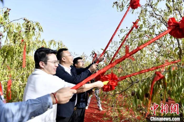 枣的种植前景如何_致富枣种植长什么样子_长枣种植致富