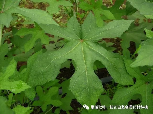 菜芙蓉致富经_芙蓉菜的功效_什么是芙蓉菜