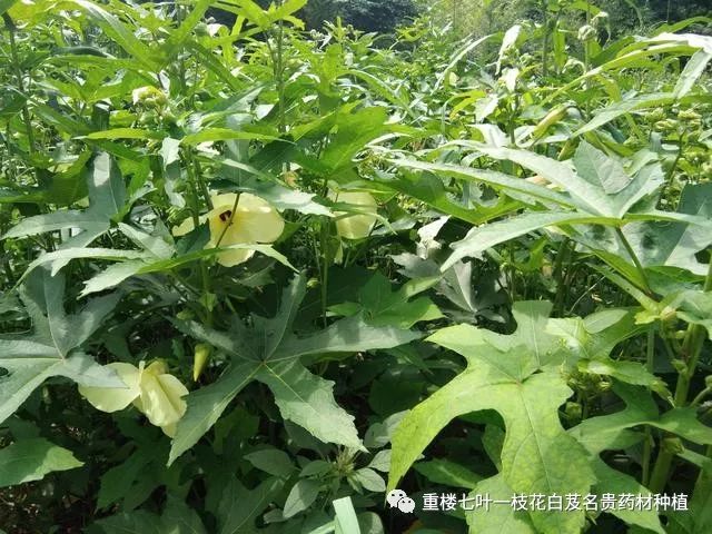 芙蓉菜的功效_什么是芙蓉菜_菜芙蓉致富经